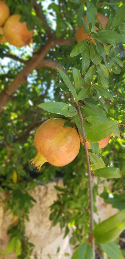 Finca Sa Cova De Mallorca Sencelles Dış mekan fotoğraf