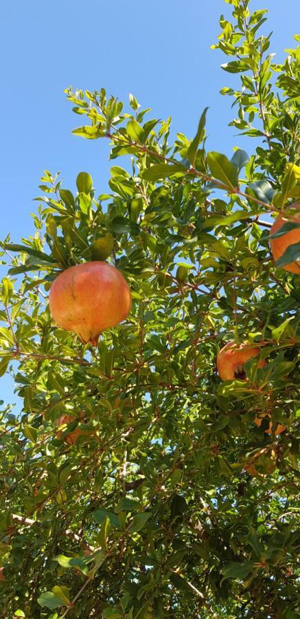 Finca Sa Cova De Mallorca Sencelles Dış mekan fotoğraf
