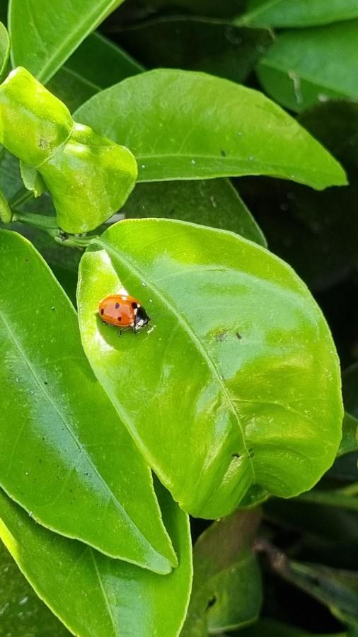 Finca Sa Cova De Mallorca Sencelles Dış mekan fotoğraf