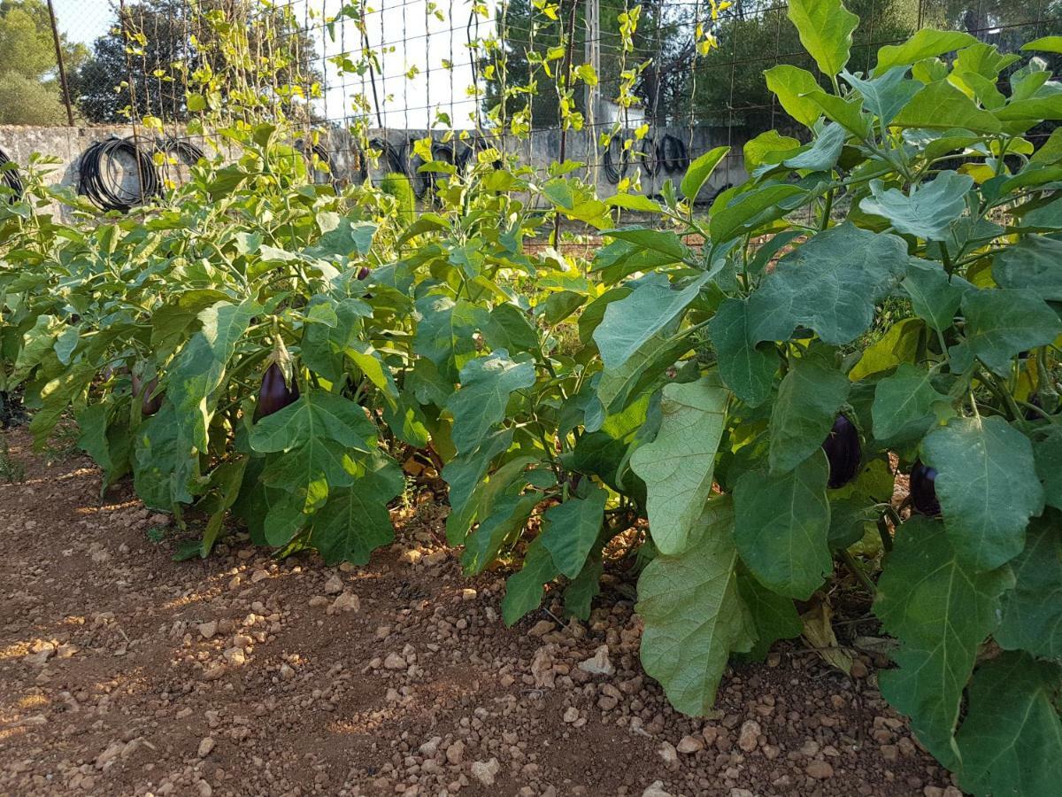 Finca Sa Cova De Mallorca Sencelles Dış mekan fotoğraf