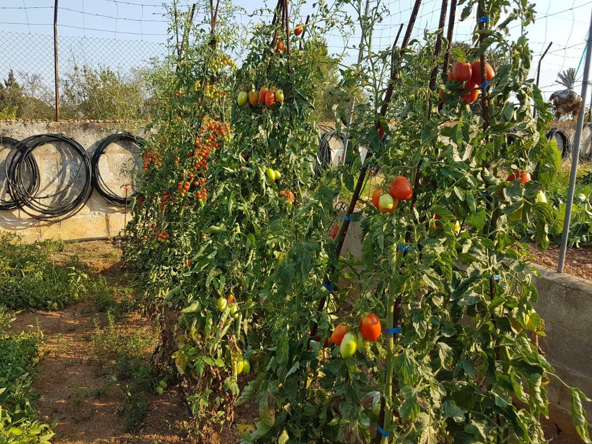 Finca Sa Cova De Mallorca Sencelles Dış mekan fotoğraf