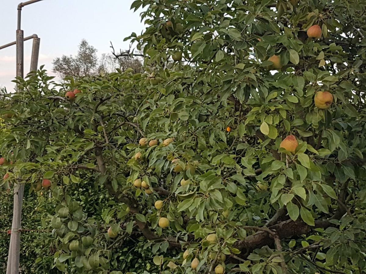 Finca Sa Cova De Mallorca Sencelles Dış mekan fotoğraf