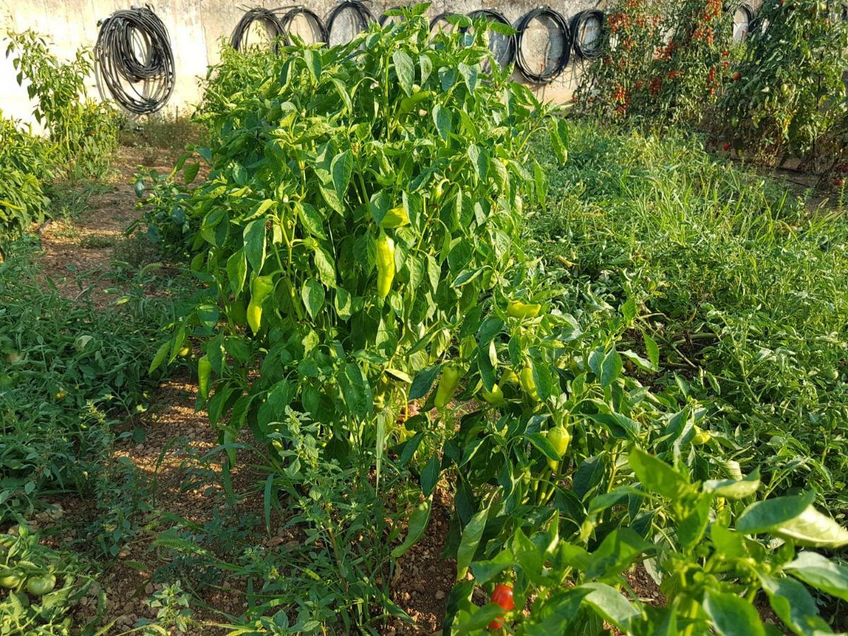 Finca Sa Cova De Mallorca Sencelles Dış mekan fotoğraf