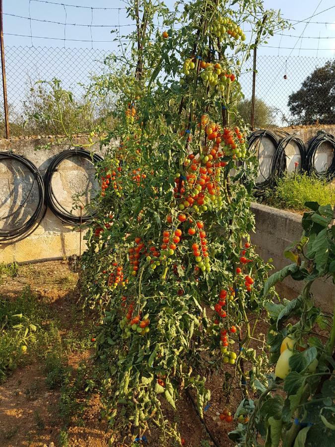 Finca Sa Cova De Mallorca Sencelles Dış mekan fotoğraf